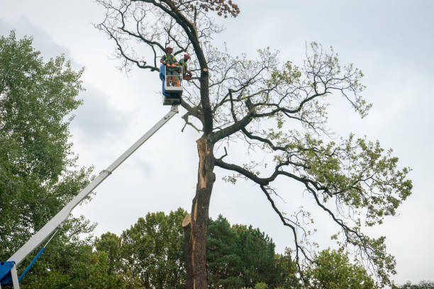 Tree Health Inspection in Lake Helen, FL